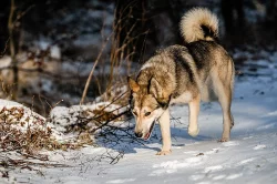 Západosibiřská lajka s PP