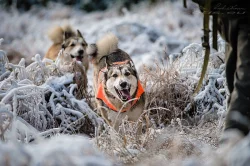 Západosibiřská lajka s PP