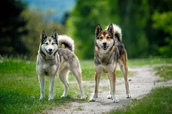 Západosibiřská lajka s PP