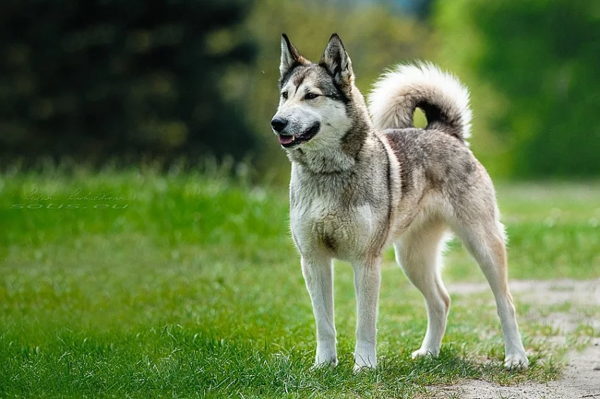 Západosibiřská lajka s PP