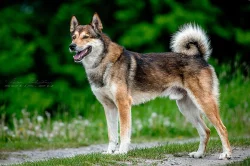 Západosibiřská lajka s PP