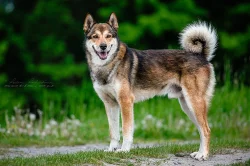 Západosibiřská lajka s PP