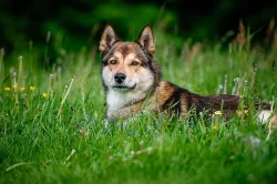 Západosibiřská lajka s PP