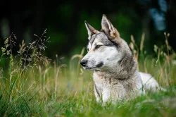 Západosibiřská lajka s PP