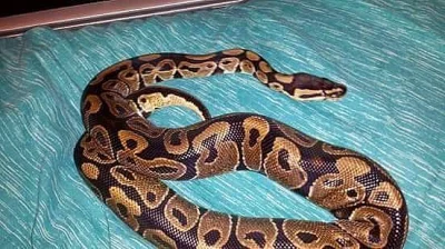Žena Ball python Na prodej 4 měsíce věku euro 500 Fix.
