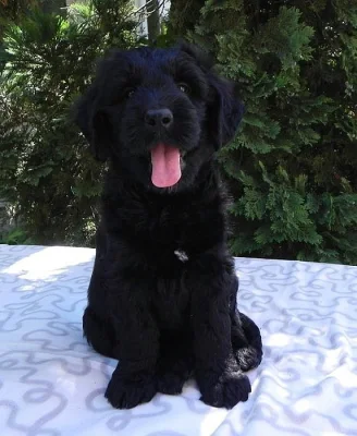 Briard