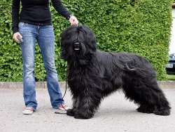 Briard