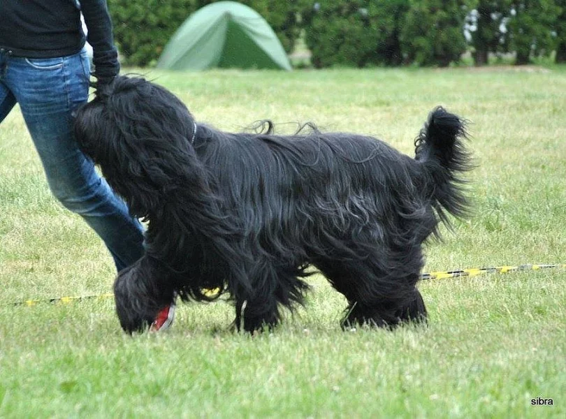 Briard