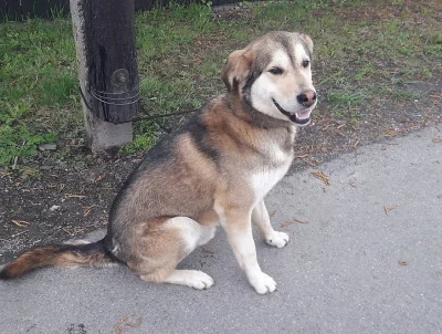 Daruji do dobrých rukou psa