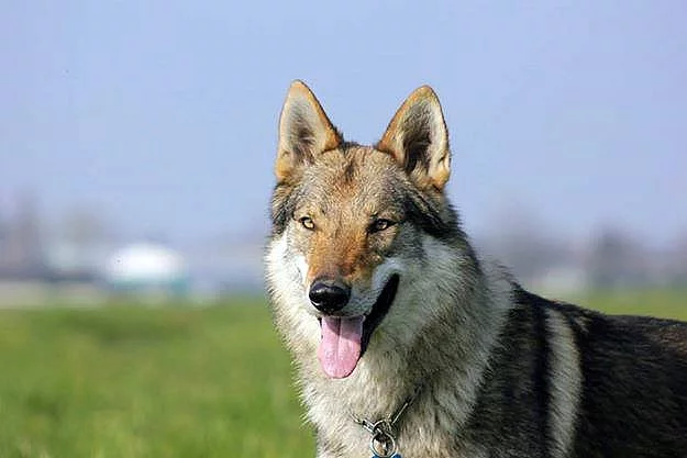 Československý vlčák  s PP