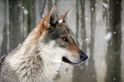 Československý vlčák  s PP