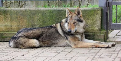 Československý vlčák  s PP