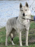 Československý vlčák  s PP