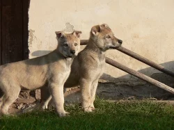 Československý vlčák  s PP