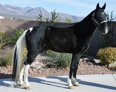 beautiful coat that shimmers in the sunlight, a black mane a