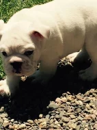 Bílý pes akc anglický buldok - 2000Kč.