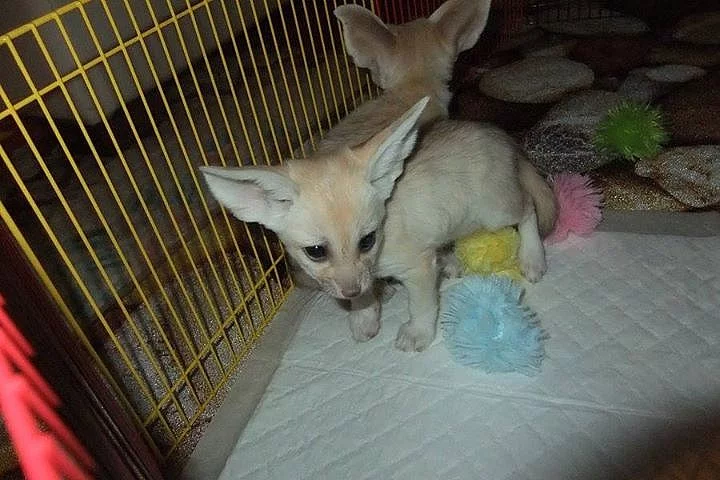 Chovatel Fennec mám 4 dítě Fennec na prodej Věk: 2,5 měsí