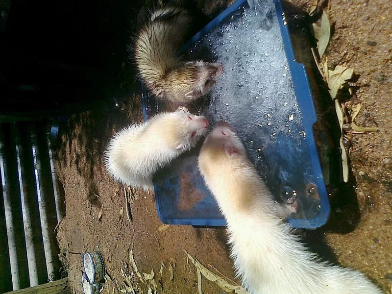 Pair Mate s dětmi Fretky ..