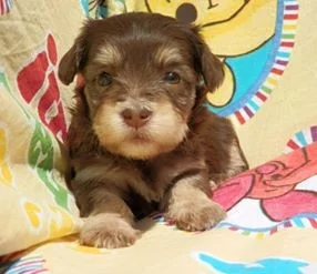 Havanský psík - štěňátka