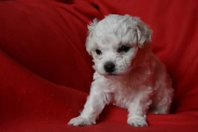 Bišonek štěňátka s PP prodám