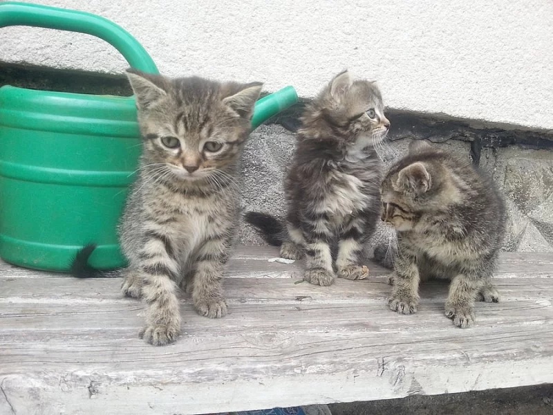 Darujeme krásná koťátka