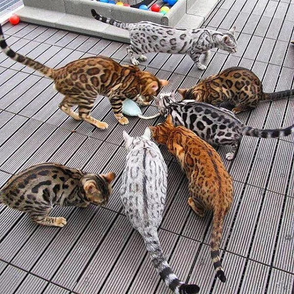 Bengálské koťata