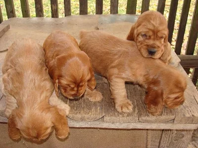 ANGLICKÝ KOKRŠPANĚL PRAHA