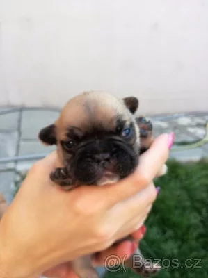 Francouzský buldoček