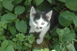 Koťata do dobrých rukou