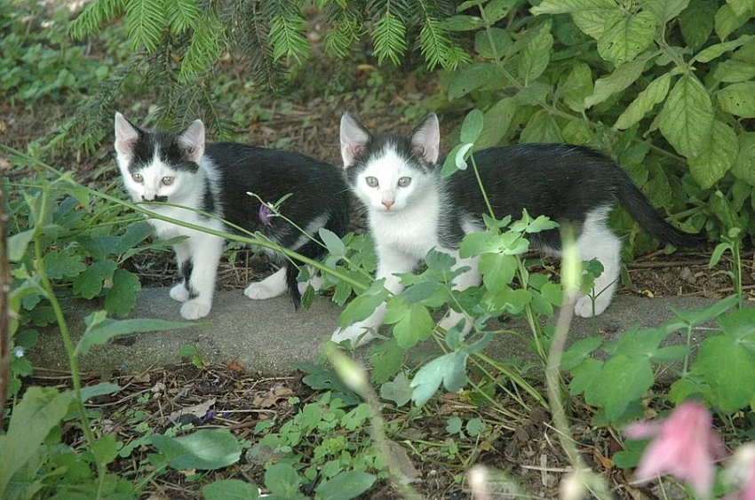 Koťata do dobrých rukou