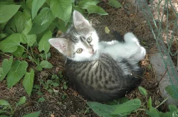 Koťata do dobrých rukou