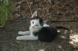 Koťata do dobrých rukou