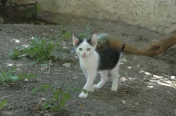 Koťata do dobrých rukou