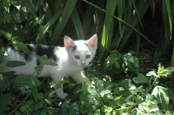 Koťata do dobrých rukou