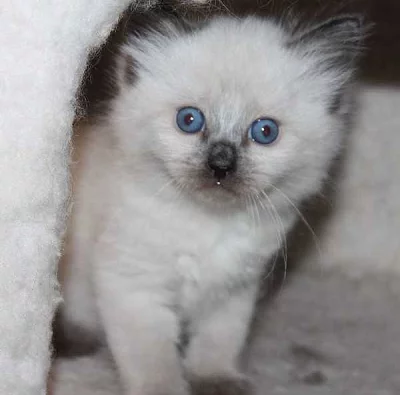 Ragdoll Kitten - Muž a žena