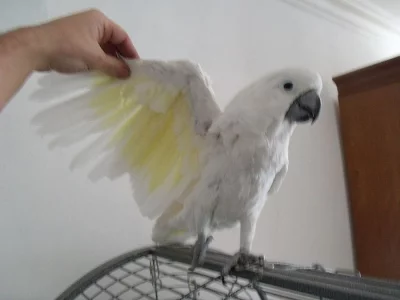 UMBRELLA COCKATO