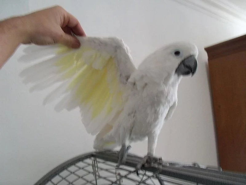 UMBRELLA COCKATO