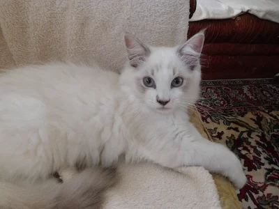 Ragdoll, kotě s PP