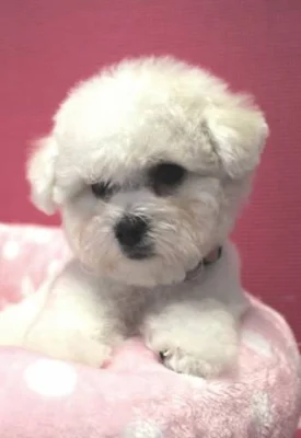 Bišonek - Bichon Frisé