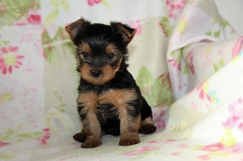 Jorkšírský teriér s PP