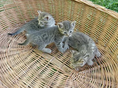 Daruji ZDARMA koťátka