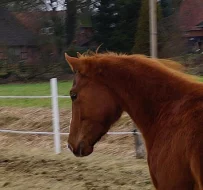 Reitbeteiligung a 5-jährigem Hannoveraner Wallach