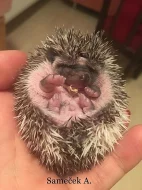 Ježek bělobřichý ochočený