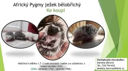 Ježek bělobřichý ochočený