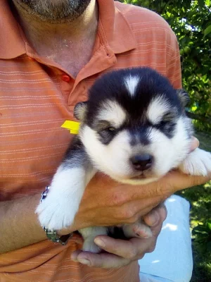 Štěňátka Aljašského malamuta s PP