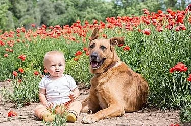 Dino - kříženec německého ovčáka a rhodeského ridgebacka