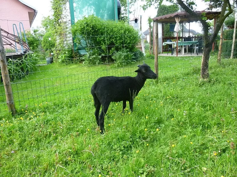 MINI OVEČKY