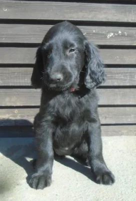 Flat coated retriever s PP černá a hnědá