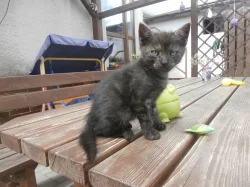 Daruji krásná koťátka