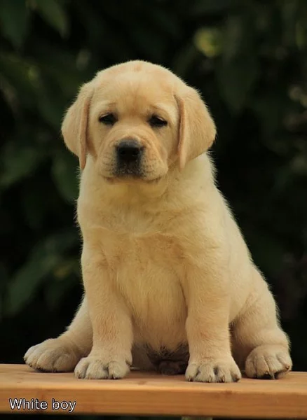 Labradorský retriever